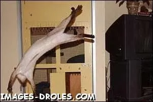 Discipline de gymnastique ou des figures complexes s'enchanent sur une surface de 7 m sur 7 m en individuel avec un fond musical ...