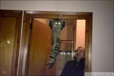 Un des six agrs en gymnastique artistique masculine.