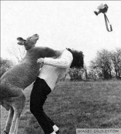 Du sport qui a du punch, sublim par Stallone avec Rocky ...