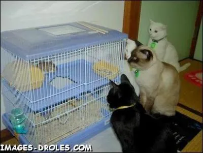 L'un des Sept Pchs capitaux ... par exemple en passant devant une ptisserie !