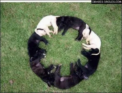 Film amricano-japonais, remake de The Ring ...