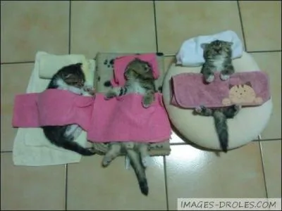 Se dit de trois jumeaux ...