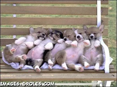 Se dit de cinq jumeaux ...