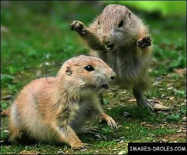 Action hostile, violente, dans le but de nuire  autrui ...