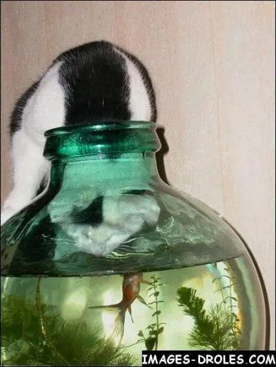 Expression dsignant un flagrant dlit ...