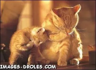 Expression populaire quasi synonyme de Les chiens ne font pas des chats  ...