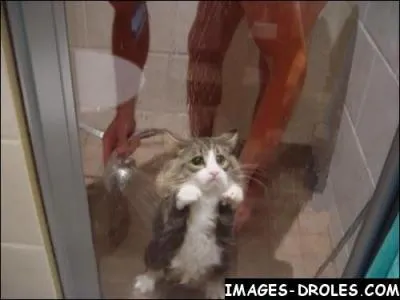 Expression populaire dsignant le fait qu'une mauvaise exprience du pass engendre une peur mme irrationnelle de tout vnement assimil  ce traumatisme dans le futur ...