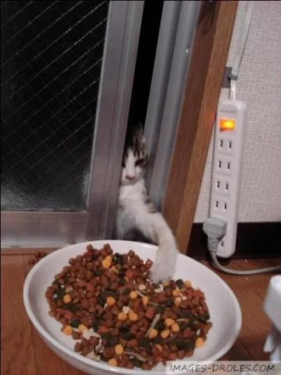 Animal ayant la mauvaise rputation d'tre voleur ou bavard selon les dictons populaires ...