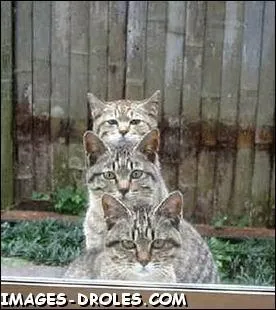 Personnages rcurrents des Lucky Luke ...