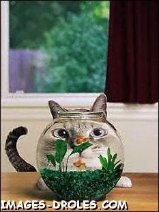 Certains mdiums l'utilisent pour lire votre avenir ...