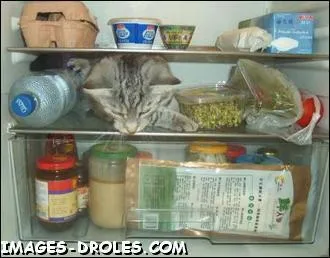 Dans quelle partie d'un rfrigrateur peut-on faire des glaons ?