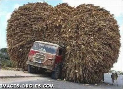 C'est un style de coiffure trs dense, arrondie et frise  la Jackson Five ... .