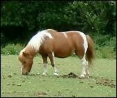 Dans la nature, le cheval mange trois fois par jour,  heures fixes.