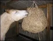 A l'curie, le cheval a besoin de foin.
