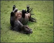 Dans la nature, le cheval aime rester de longues heures tranquille, sans bouger.