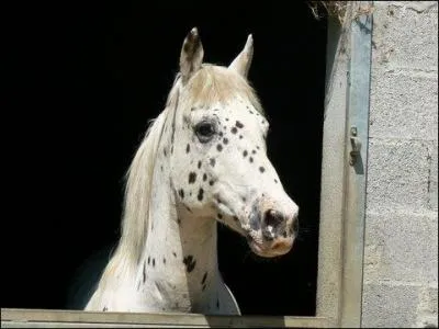 Au box, il n'a pas besoin de sortir tous les jours.