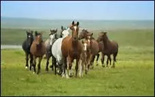 Dans la nature, le cheval vit en groupe.