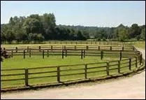 Un cheval est plus heureux quand il a la possibilit d'aller au paddock tous les jours.