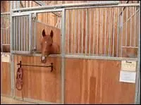 Au box, le cheval ne s'ennuie jamais.