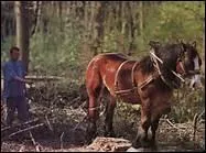 Le cheval apprcie ses petites habitudes.