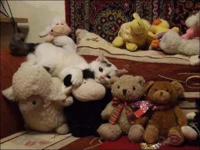 Sur cette photo, on ne voit que des peluches !