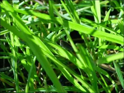 Sur la photo, cet insecte voit la vie en vert !