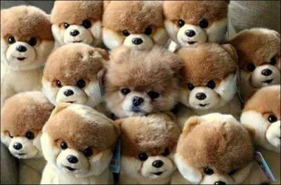 Mignonnes toutes ces peluches, non ?