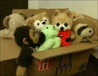 Si, par le plus grand des hasards, vous pensez qu'il y a un animal sur cette photo, de quoi s'agit-il ?