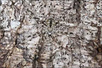 Suivez le fil de ma pense, trouvez la rponse, et vous ne vous ferez pas prendre dans ma toile !