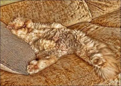 Sur cette photo, vous pouvez voir ... !