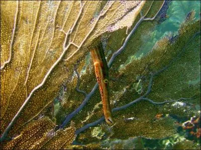 C'est un trange poisson, au nom trs musical !