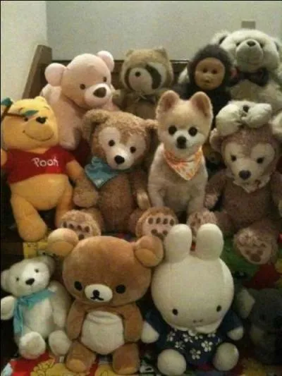 Sur cette photo, pensez-vous qu'il n'y ait que des peluches ?