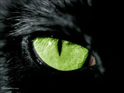 À qui appartient cet il ?