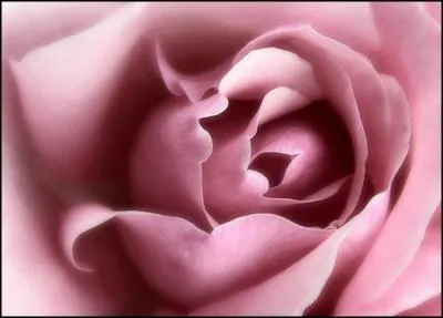 Quelle est cette fleur ?