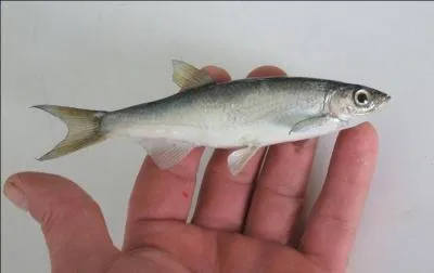 Une des espces de petits poissons osseux d'eau douce, de la famille des carpes, souvent argents, comestibles :