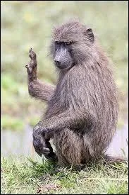 Time to go, buffalo ! On se se dit au revoir avec des expressions utilisant des noms d'animaux (et pas des noms d'oiseaux ! ), courantes en anglais. L'une des trois est un peu farfelue. Laquelle ?