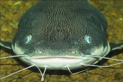 O tempora o mores... De nos jours, certains se crent une fausse identit et se font passer pour quelqu'un d'autre sur les rseaux sociaux, comme Facebook par exemple, surtout en vue d'avoir des aventures amoureuses en ligne. Il existe un terme anglais, un nom de poisson, pour dsigner ce type d'individu et de pratique.