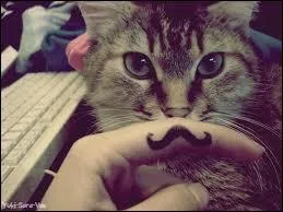 Quel est cet animal ?