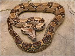 À quelle espèce appartient ce serpent ?