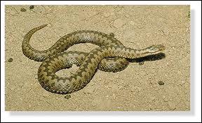 À quelle espèce appartient ce serpent ?