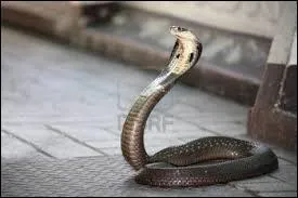 Quelle est cette espce de serpents ?