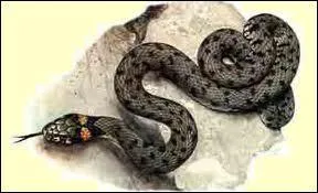 Quelle est cette espce de serpents ?