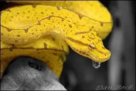  quelle espce appartient ce serpent ?