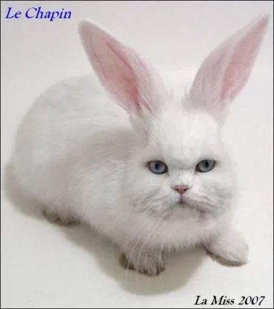 Quel est cet animal ?