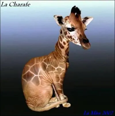 Quel est cet animal ?