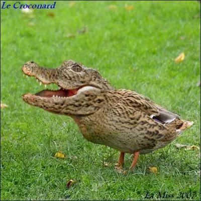 Quel est cet animal ?