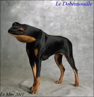 Quel est cet animal ?