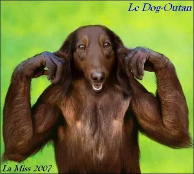 Quel est cet animal ?