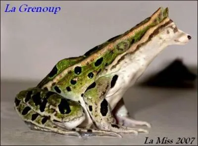 Quel est cet animal ?