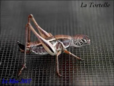 Quel est cet animal ?